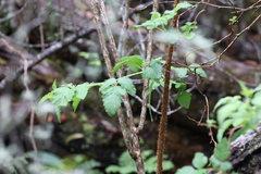 Rubus hawaiensis