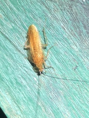 Neoblattellini
