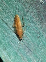Neoblattellini