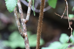 Rubus hawaiensis