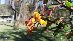 Berberis