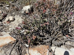 Smicrostigma viride