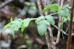 Rubus hawaiensis