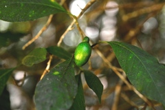 Tabernaemontana hannae