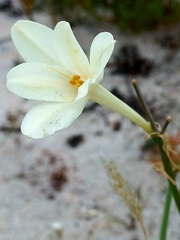 Cyrtanthus leucanthus