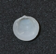 Divalinga quadrisulcata