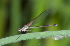 Hetaerina vulnerata