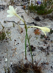 Cyrtanthus leucanthus