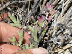Smicrostigma viride
