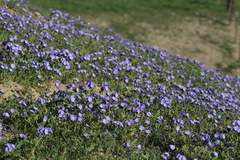 Phacelia ciliata