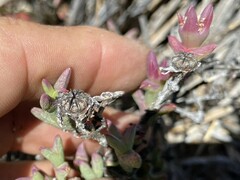 Smicrostigma viride