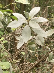Conocarpus erectus sericeus