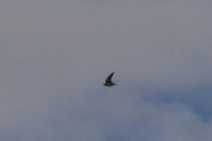Hirundinidae