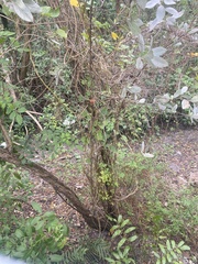 Conocarpus erectus sericeus