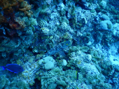 Stoplight parrotfish