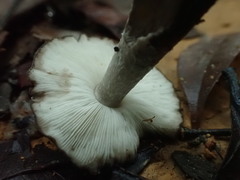 Termitomyces