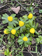 Eranthis hyemalis