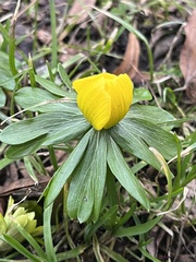 Eranthis hyemalis