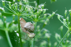 Enoplognatha ovata