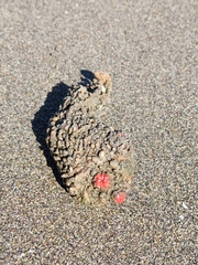 Pyura chilensis