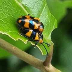 Phyllocharis undulata