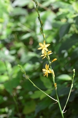 Echeandia breedlovei