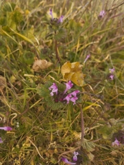Lamium amplexicaule