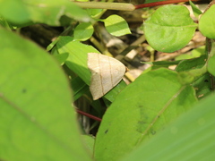 Plecoptera siderogramma