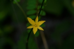 Echeandia breedlovei