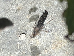 Raphirhinus phosphoreus