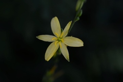 Echeandia breedlovei