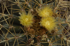 Ferocactus glaucescens