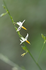 Echeandia parviflora