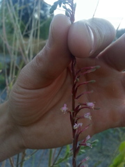 Oenothera curtiflora
