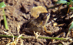 Ptychadena taenioscelis
