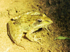 Ptychadena taenioscelis
