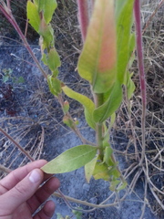 Oenothera curtiflora