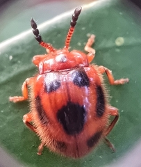Stenotarsus pardalis