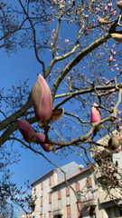 Magnolia × soulangeana