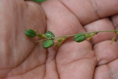 Echeandia parviflora