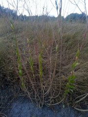 Oenothera curtiflora