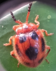 Stenotarsus pardalis