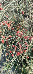Ephedra foeminea