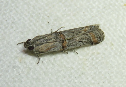 Psorosa mediterranella