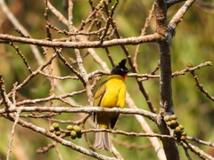 Rubigula flaviventris