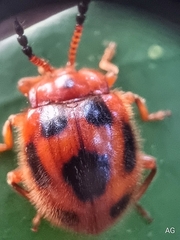 Stenotarsus pardalis