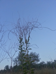 Oenothera curtiflora