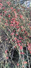 Ephedra foeminea