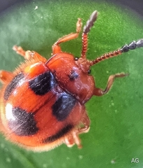 Stenotarsus pardalis