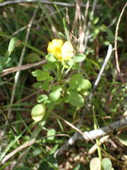Oxalis frutescens